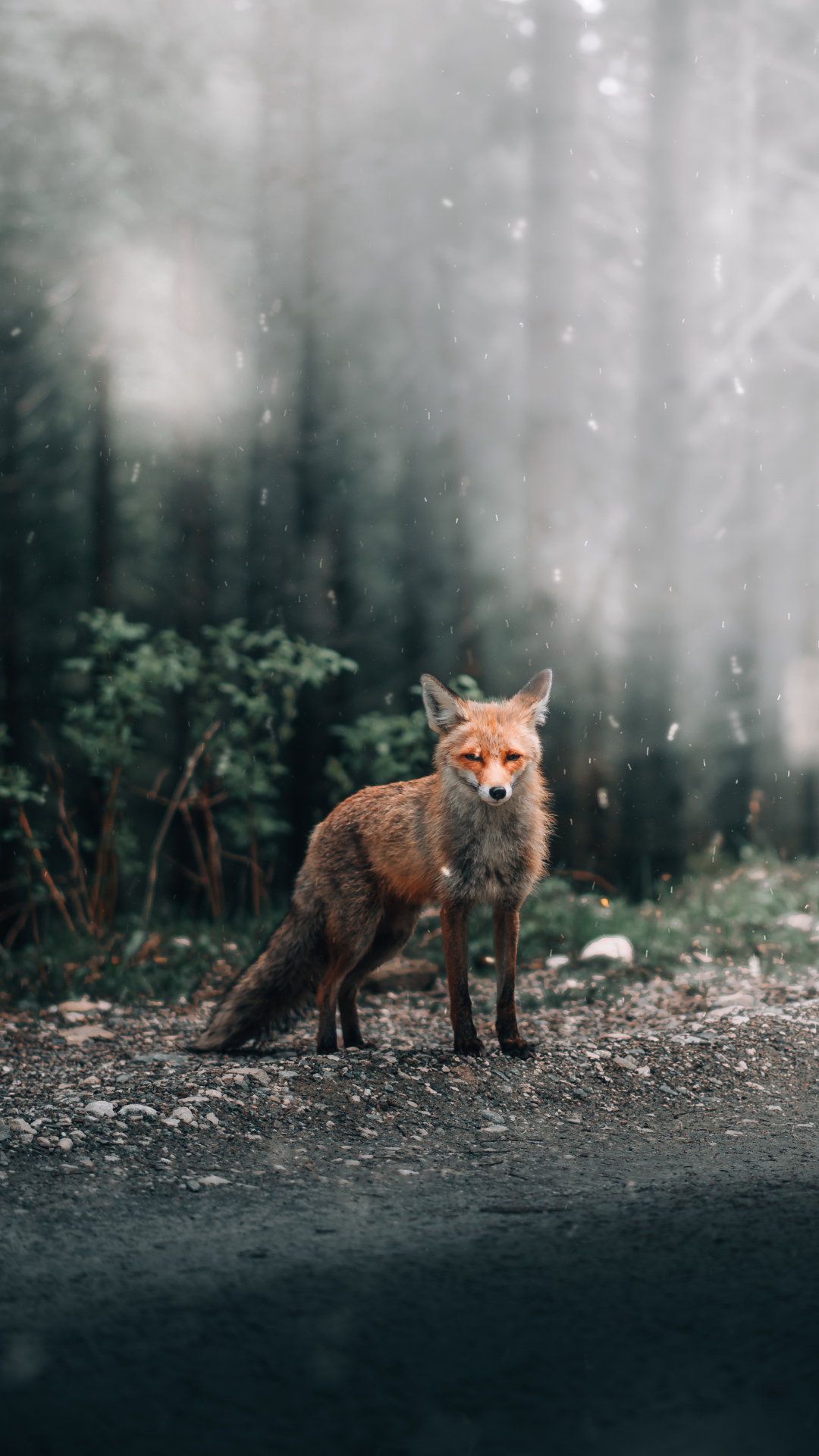Fox in falling snow photographed by Dor Sasson